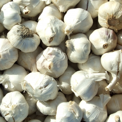 AGLIO BIANCO SFUSO BIO