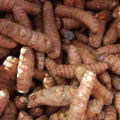 CURCUMA BIO