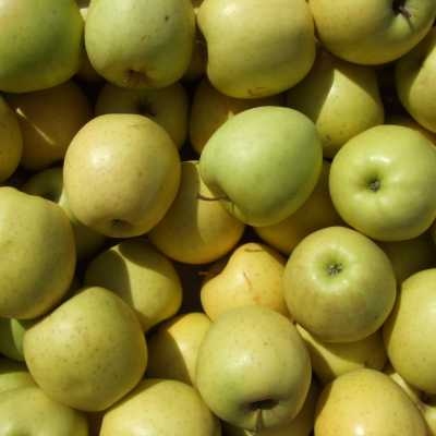 MELA GOLDEN  70 - 75 BIO