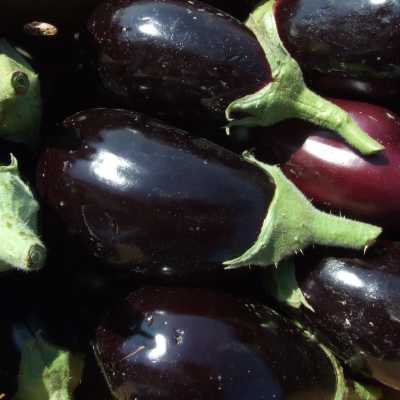 MELANZANE NERE TONDE BIO