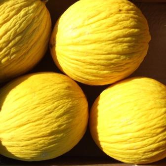 MELONI GIALLETTI BIO