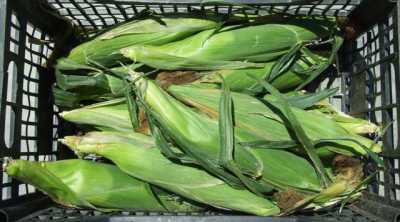 MAIS (PANNOCCHIE) BIO