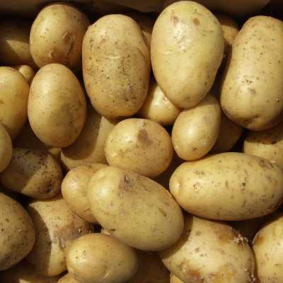 PATATE NOVELLE BIO