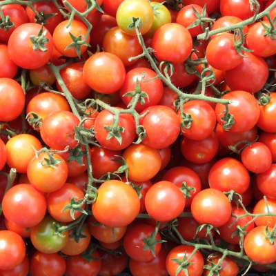 POMODORO CILIEGINO BIO