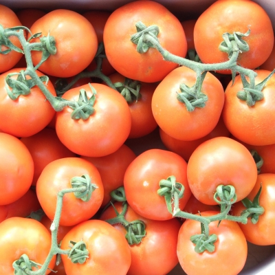 POMODORO ROSSO (GRAPPOLO) BIO