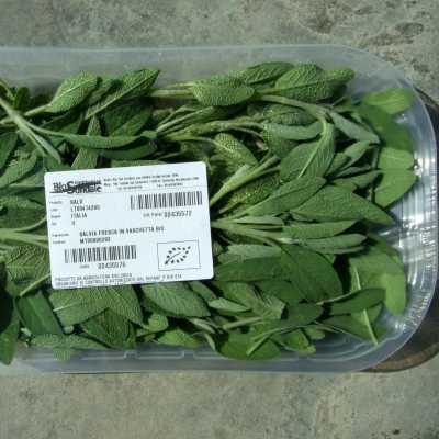 SALVIA FRESCA  BIO 30 Gr