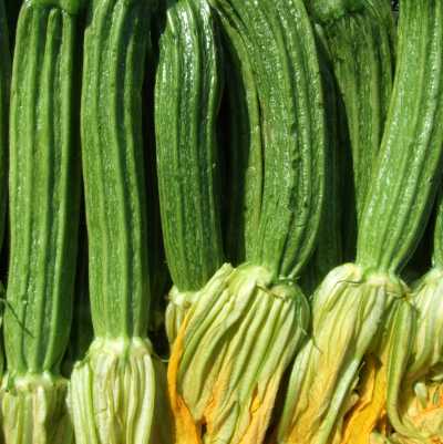 ZUCCHINE ROMANESCHE BIO