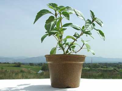 Vasetti basilico 2016