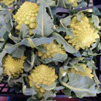 Il prodotto della settimana: Cavolfiore romanesco