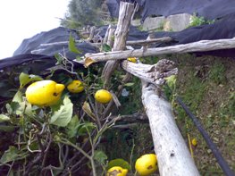 Aumento prezzo dei limoni di Amalfi