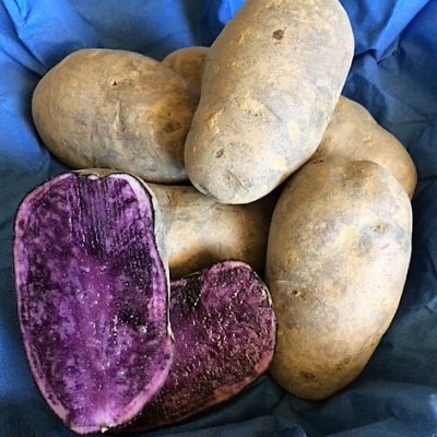 Patate Vitelotte