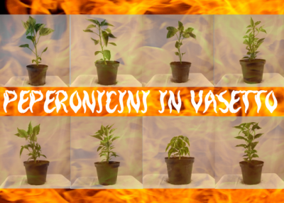 Peperoncini in vasetto